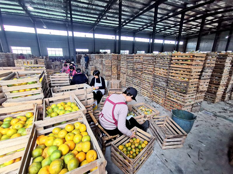 柑橘豐收卻不增收？看浙農控股如何給龍游的橘農們&ldquo;支招&rdquo;