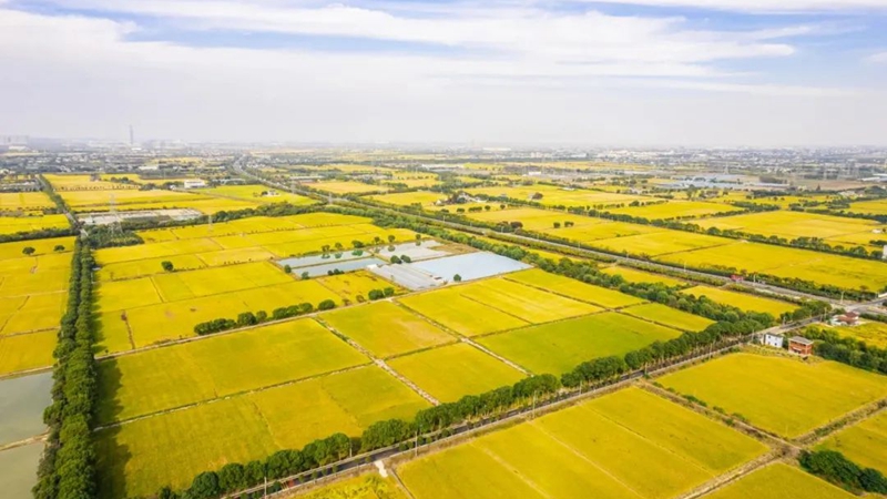浙農(nóng)科技海寧馬橋萬畝方項目入選省級&ldquo;未來農(nóng)場&rdquo;