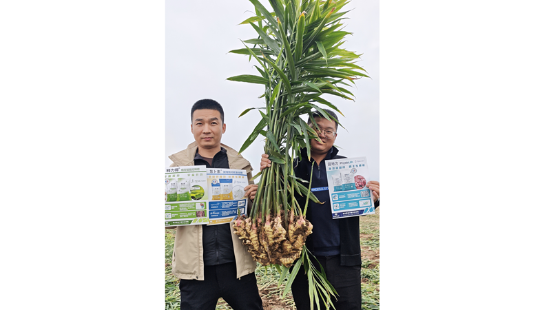 愛普科技聯(lián)合陜西客戶舉辦大姜測產(chǎn)觀摩會