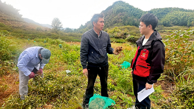 浙農(nóng)中藥磐安白術基地迎來豐收 質(zhì)效雙優(yōu)助力產(chǎn)業(yè)振興